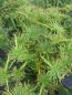 Preview: Cyperus papyrus Cleopatra - Zwergpapyrus Cleopatra